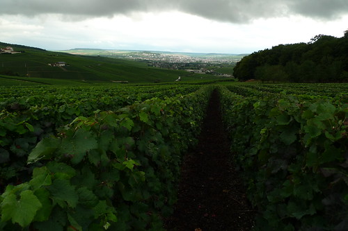 Vineyards outside of Champillon