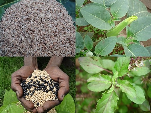 Validated Medicinal Rice Formulations for Diabetes and Cancer Complications and Revitalization of Pancreas (TH Group-133) from Pankaj Oudhia’s Medicinal Plant Database by Pankaj Oudhia