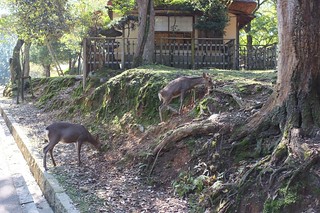 The Deer of Nara