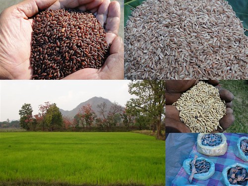 Validated and Potential Medicinal Rice Formulations for Diabetes Type 2 and Leukemia Complications (TH Group-196) from Pankaj Oudhia’s Medicinal Plant Database