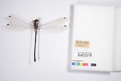 Registered dragonflies