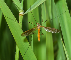 Crane Flies (Tipulidae)