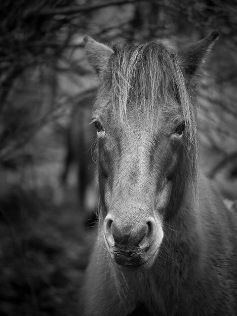 New Forest pony