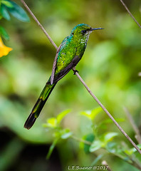Aves Pilimbala, Cauca, Colombia 2017
