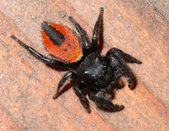 Spiders and Other Arachnids of Cuyamaca Woods