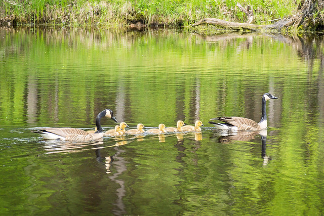 Canada Goose, Geese, Goslings, Swimming, Water