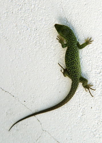 LIZARD ON THE WALL by juanluisgx