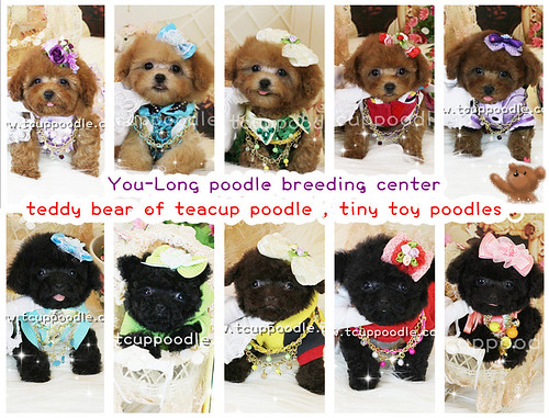 Pocket teacup poodle by 大熊媽媽