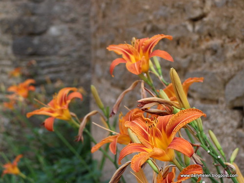dailyhelen_lilies by dailyhelen
