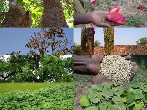 Medicinal Rice Formulations for Diabetes Complications and Heart Diseases (TH Group-58) from Pankaj Oudhia’s Medicinal Plant Database by Pankaj Oudhia