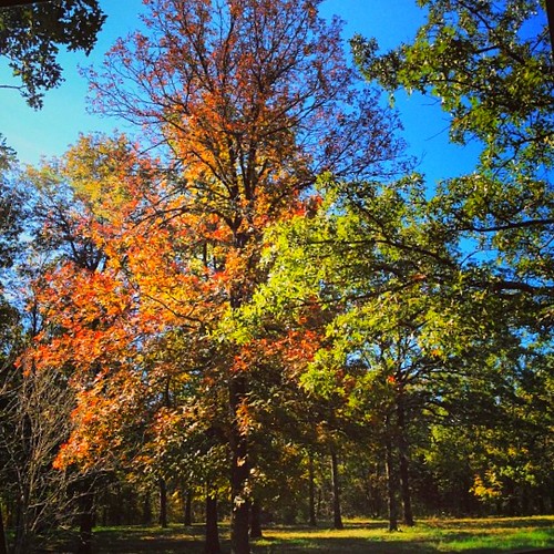 Fall color on Apple Tree Farm
