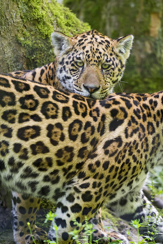 Two young jaguars together by Tambako the Jaguar
