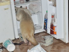 Pua raids the fridge