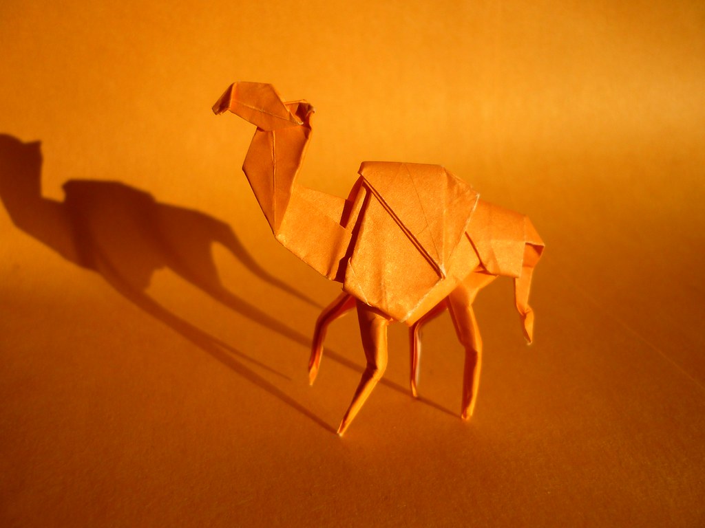 Dromedary Camel, Ryan MacDonell