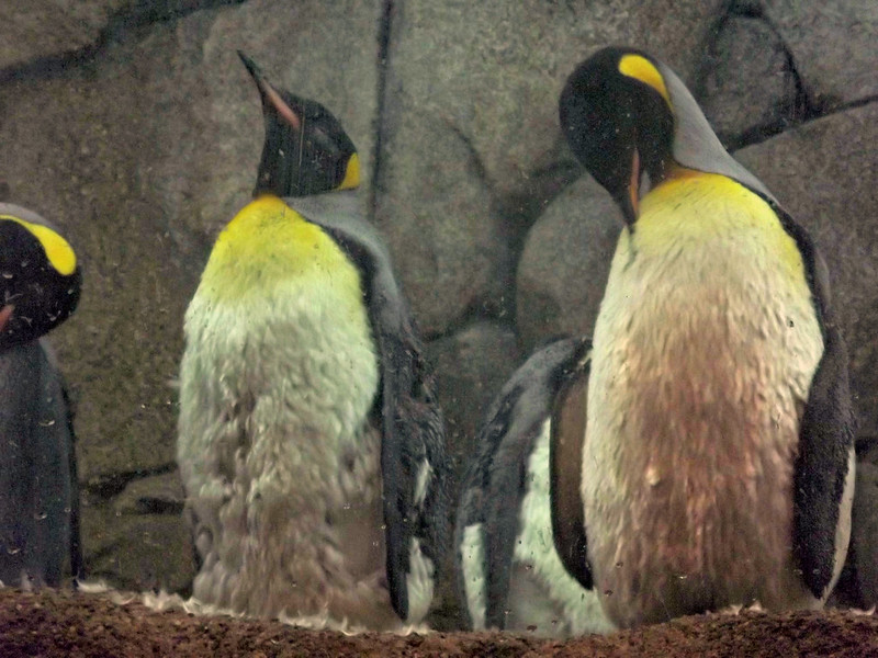 Penguins Detroit Zoo