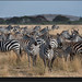 Herd of zebra, Serengeti