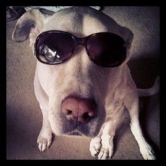 Apparently it's Wear Your Sunglasses Day in doggy blogland... #dogstagram #shades #love #bigdog #toocute