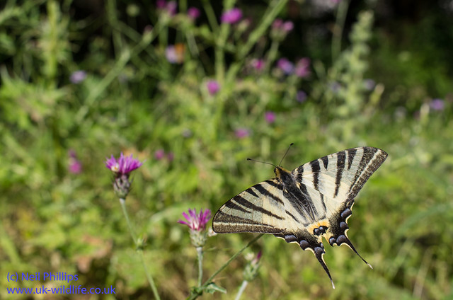 scarce swallowtaill butterfly wide angle 2