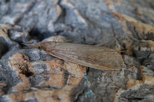 Schoenobius gigantella - female