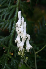 Ranunculaceae