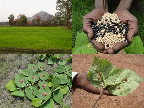 Medicinal Rice Formulations for Diabetes Complications, Heart and Kidney Diseases (TH Group-84 special) from Pankaj Oudhia’s Medicinal Plant Database by Pankaj Oudhia