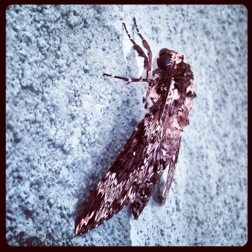 Moth (254/365) by elawgrrl
