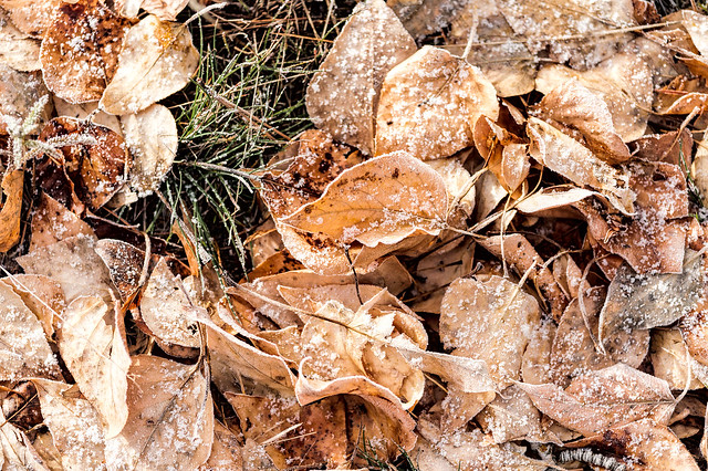 Leaves-and-Frost