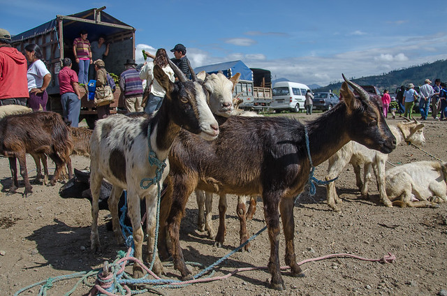 Goats - Otavalo Animal Market in Ecuador