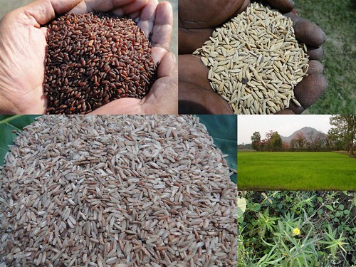 Validated and Potential Medicinal Rice Formulations for Diabetes Type 2 and Leukemia Complications (TH Group-198) from Pankaj Oudhia’s Medicinal Plant Database