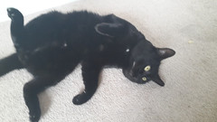 Midnight just lay like this for like twenty minutes staring into... - The Caturday