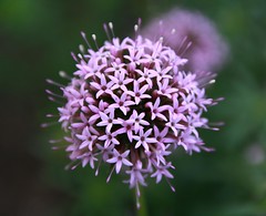Crucianella (Phuopsis) stylosa - Rosenwaldmeister, Baldriangesicht