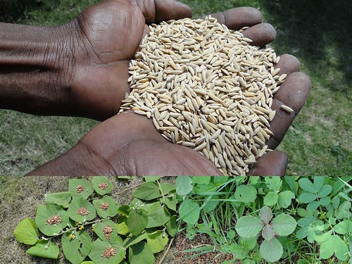 Medicinal Rice Formulations for Diabetes Complications and Heart Diseases (TH Group-59) from Pankaj Oudhia’s Medicinal Plant Database by Pankaj Oudhia