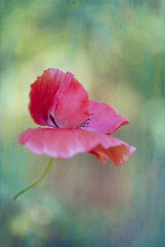 Textured Poppy~ by conniee4 aka Connie Etter