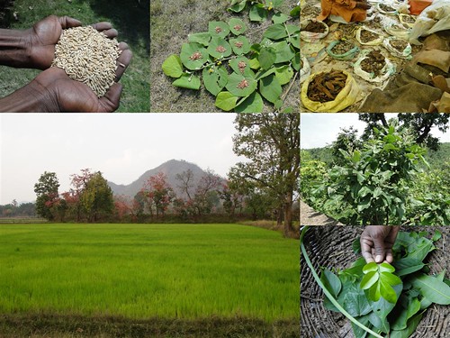 Medicinal Rice Formulations for Diabetes Complications, Heart and Liver Diseases (TH Group-69) from Pankaj Oudhia’s Medicinal Plant Database by Pankaj Oudhia
