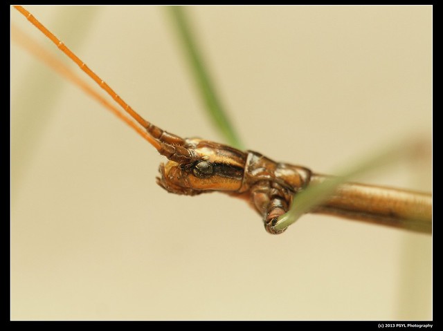 Northern Walkingstick (Diapheromera femorata)