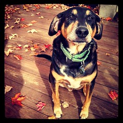 Tut getting his leaf peeping on... #dogstagram #coonhoundmix #fall #love