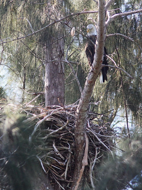 Bald Eagle female at nest 20131015
