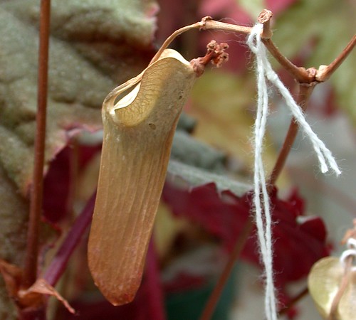 Begonia capsule