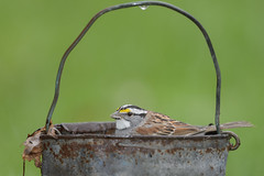 Sparrow in a Bucket-49902.jpg