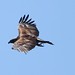 Golden Eagle @ Great Teton