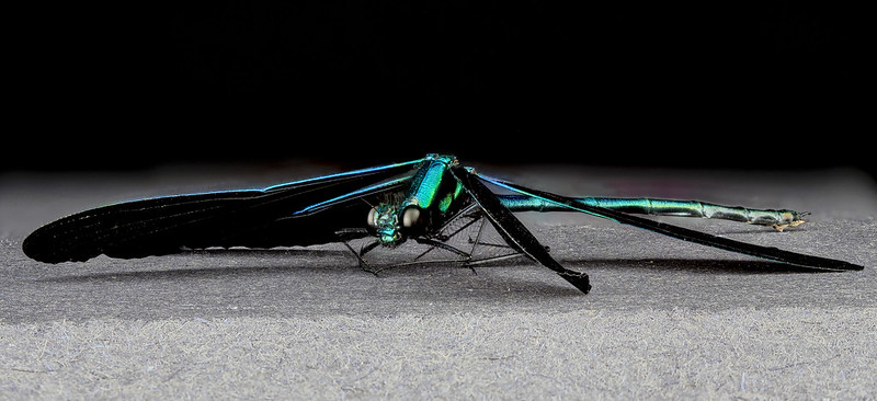 Ebony Jewelwing, side, MD, PG County_2013-06-11-18.13.12 ZS PMax