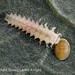 Likely Beetle larva eating scale insect
