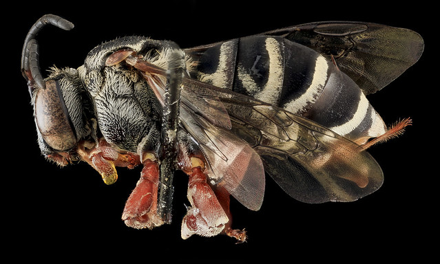 Triepeolis sp 101, F, Side, PG county, MD_2013-07-23-16.11.30 ZS PMax