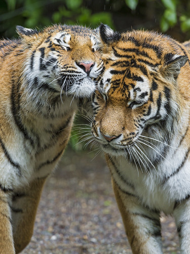 Snuggling tigers by Tambako the Jaguar