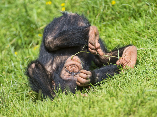 Funny rolling baby chimp by Tambako the Jaguar