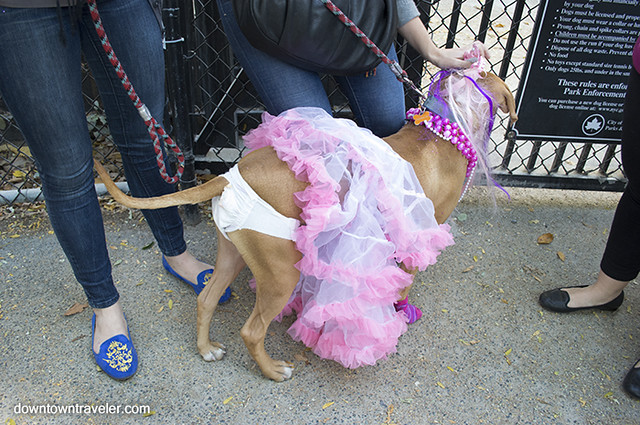 Halloween Dog Costume_Toddlers and Tiaras_Franklin Pit Mix 2