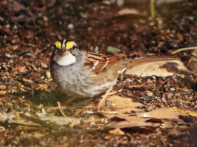 White-throated Sparrow 2-20131105