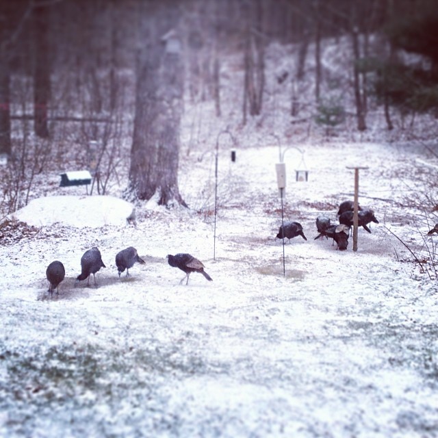 Turkeygram: first snow #wildlife #farmlife #maine