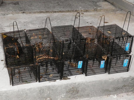捕抓食蛇龜的陷阱籠，圖片來源：翡翠水庫管理局