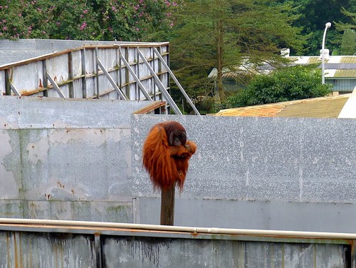 爬上電線杆嬉戲的紅毛猩猩小毛。